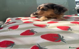 Dachshund dogs for sale: Dachshund  - Image 5