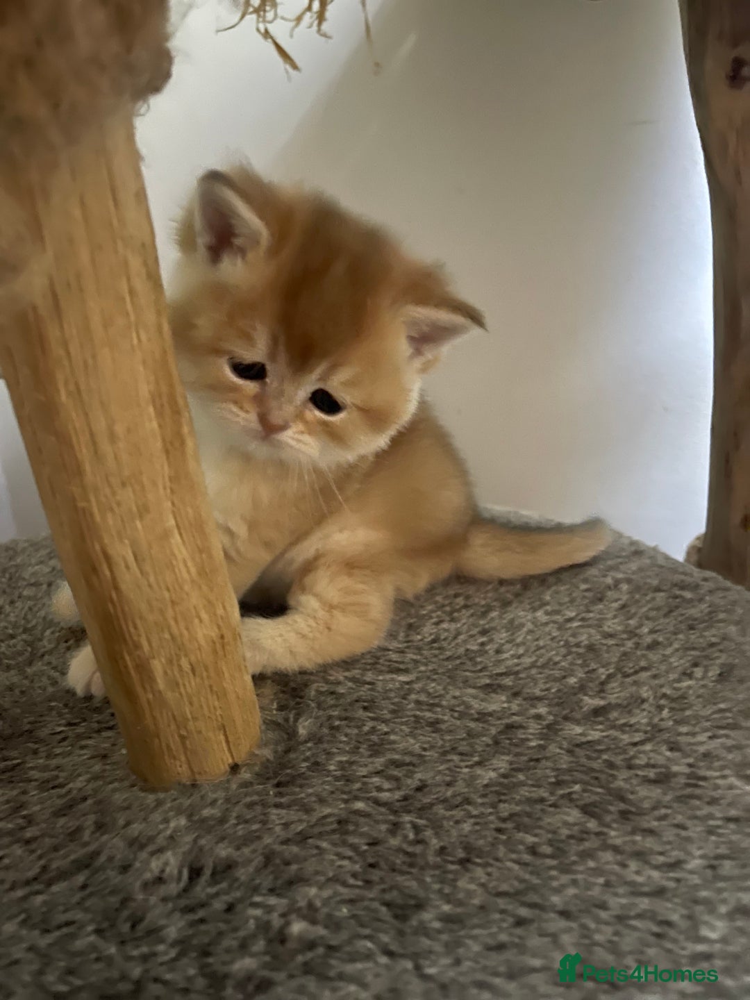 Scottish Fold cats for sale: LUXURY GOLDEN CHINCHILLA  SCOTTISH FOLD KITTENS - Advert 3