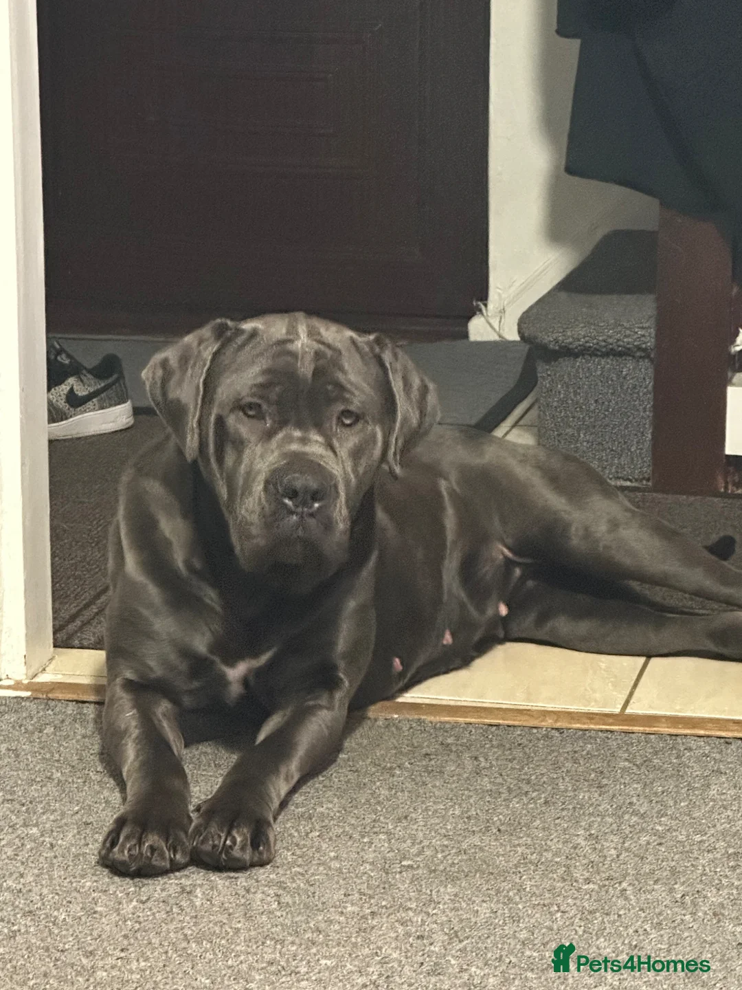 Cane Corso dogs for sale: Urgent Cane Corso female - Advert 1