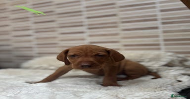 Hungarian Vizsla dogs - Advert 2