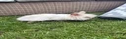 Lionhead rabbits for sale: Angora/lionhead rabbit  - Advert 8