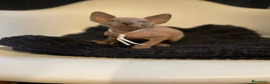 Sphynx Kitten female