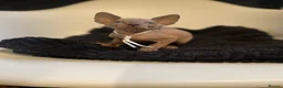 Sphynx cats for sale:     Exceptional TICA Sphynx Kittens  - Advert 1