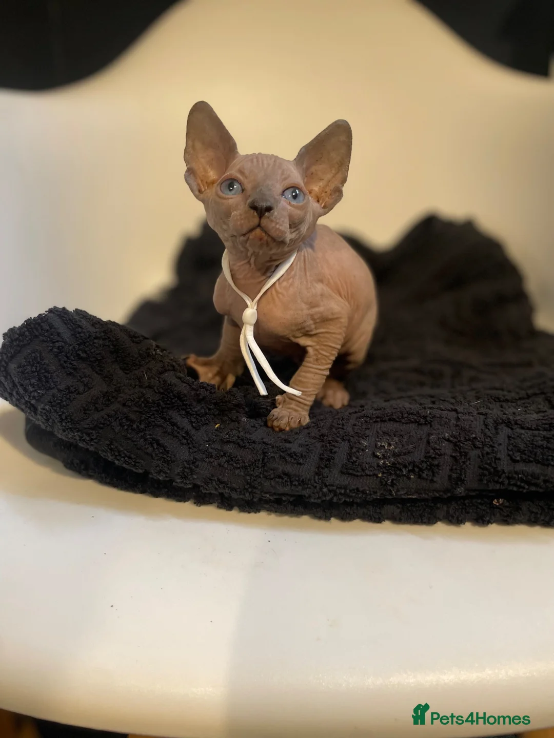 Sphynx cats for sale:     Exceptional TICA Sphynx Kittens  - Advert 1