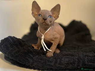 Sphynx cats Exceptional TICA Sphynx Kittens - Advert 7