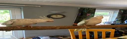 Cockatiels birds for sale: Hand reared Cockatiels  - Advert 7