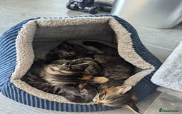 Maine Coon cats for sale: 3 gorgeous healthy full breed Maine coon kittens - Image 12