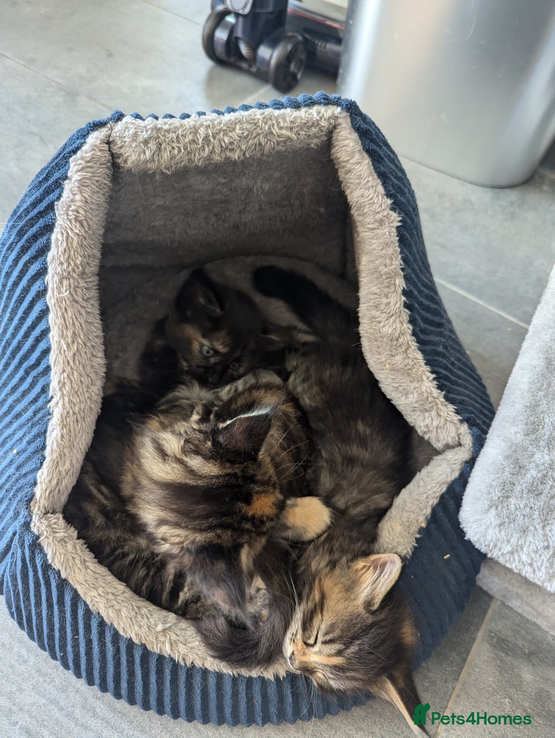 Maine Coon cats for sale: 3 gorgeous healthy full breed Maine coon kittens - Image 12