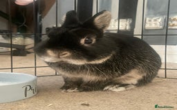 Netherland Dwarf rabbits for sale: Foster bunny up for rehoming  - Image 1
