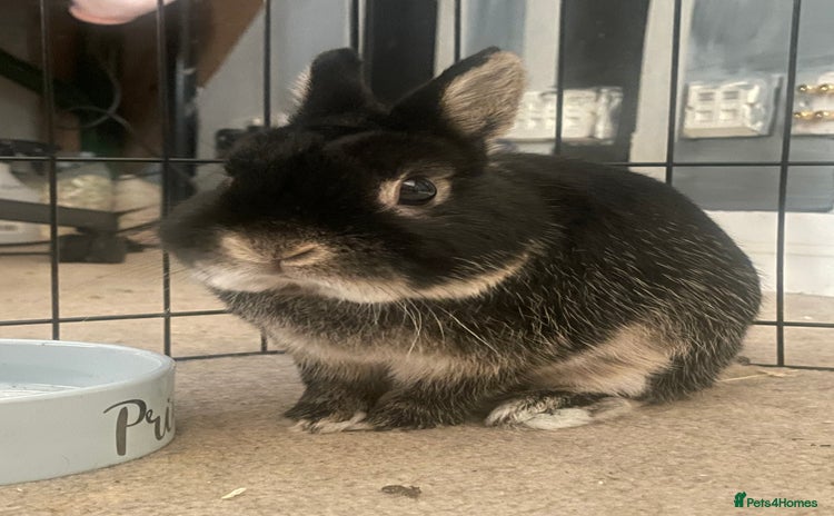 Netherland Dwarf rabbits - Advert 14
