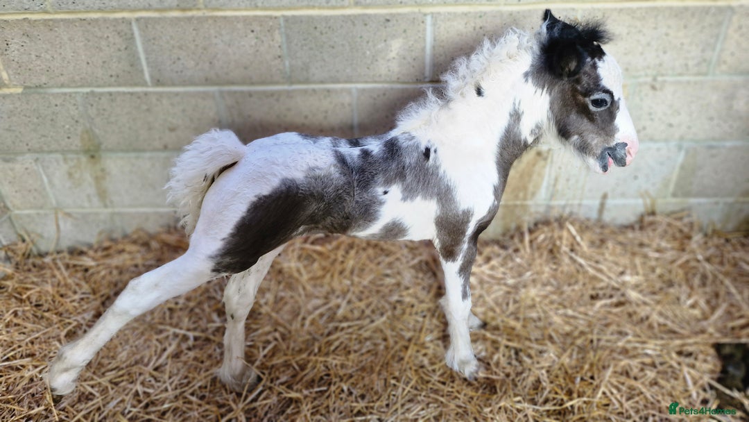 Irish Cob horses for sale: Chief - Advert 1