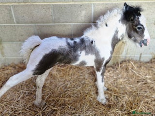 Irish Cob horses Chief - Advert 1