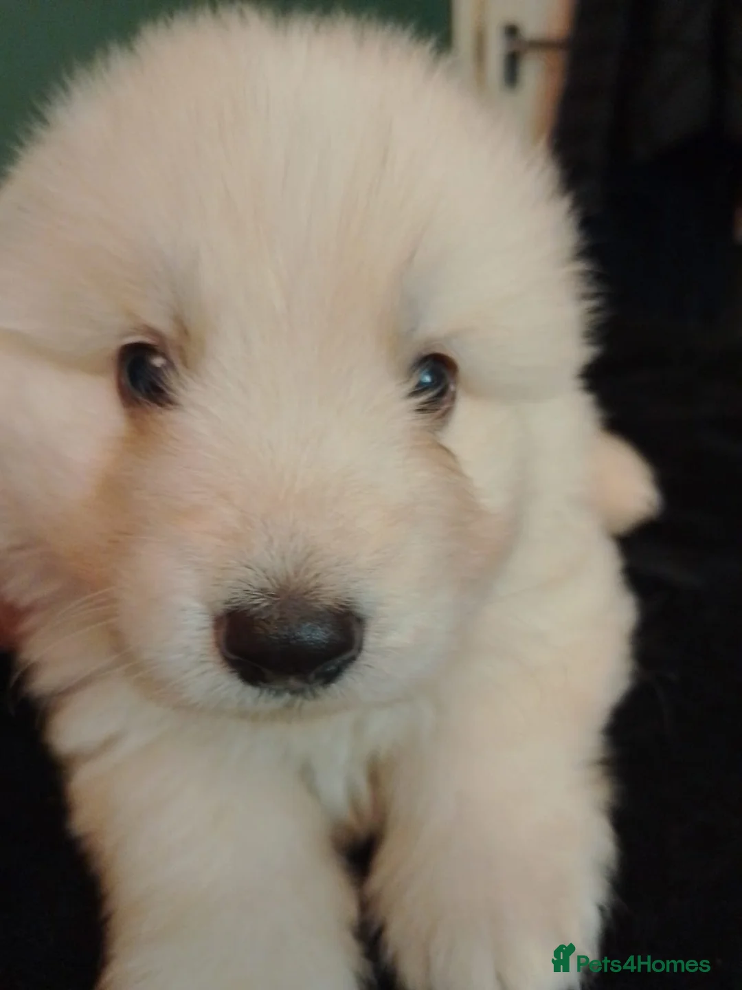 German Shepherd dogs for sale: White long coat straight back German Shepherd pups - Advert 15