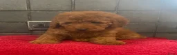 Miniature Poodle dogs for sale: Stunning Fox Red Minature Poodle Pups  - Advert 12