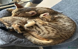 Bengal cats for sale: Snow Mink/Brown Rossette Blue Eyed Bengals - Image 24