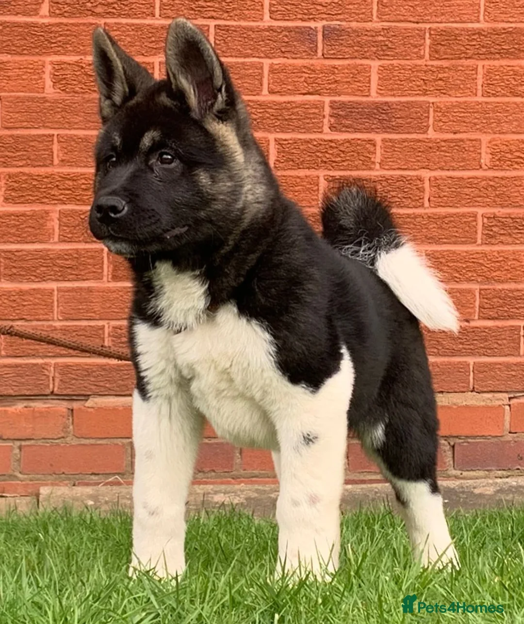 Akita dogs for sale: OUTSTANDING KC REGISTERED MALE AKITA PUP   - Advert 2