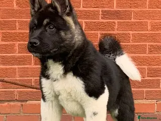 Akita dogs STUNNING KC REGISTERED MALE AKITA PUP - Advert 17
