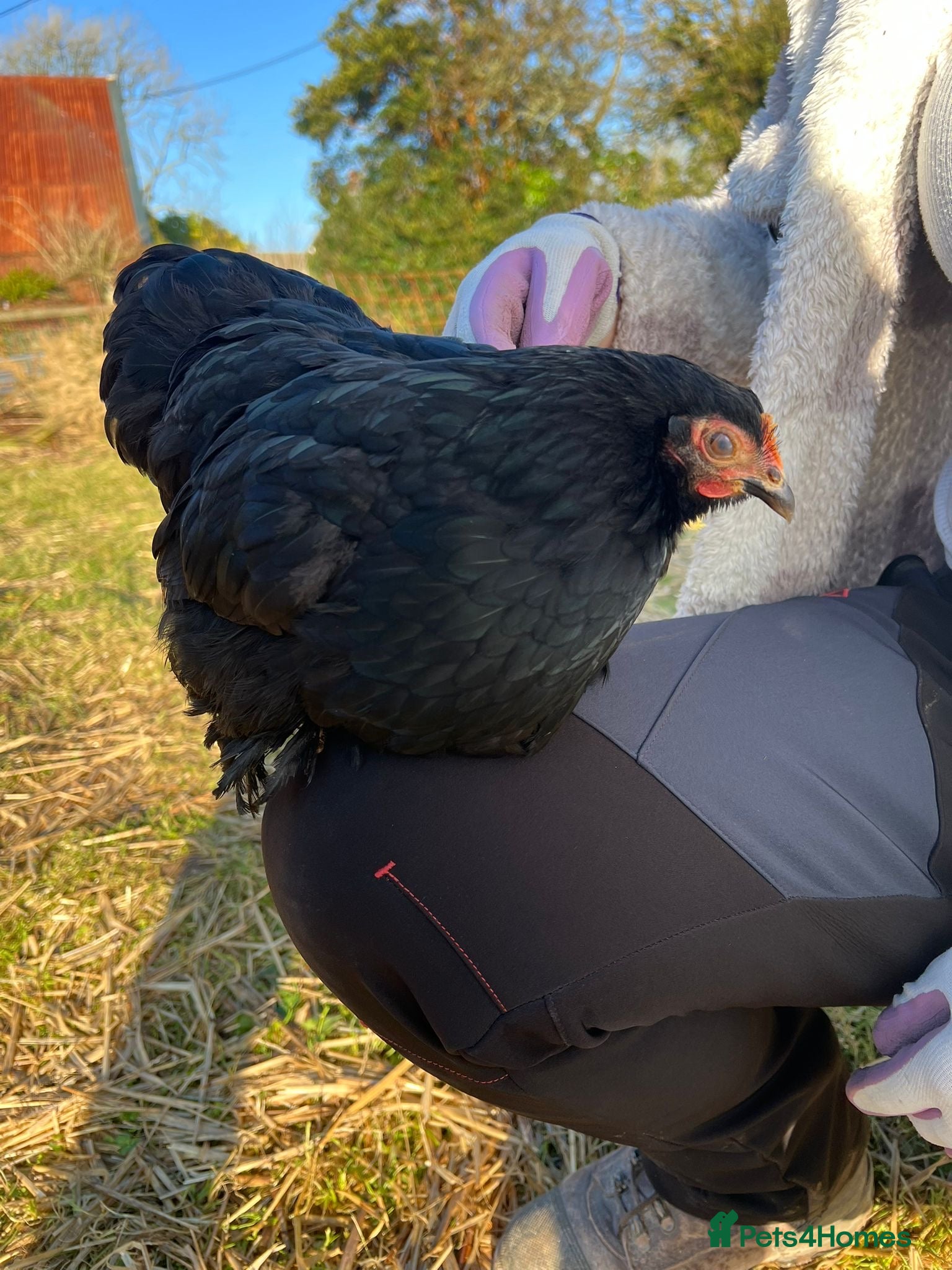 Chickens poultry Pekin bantams pol - Advert 7