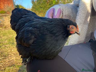 Chickens poultry Pekin bantams pol - Advert 7