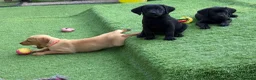 Labrador Retriever dogs for sale: Gorgeous Back & Yellow Pedigree Labradors  - Advert 6