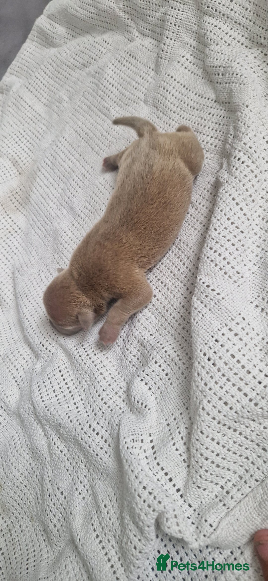 Mixed Breed dogs for sale: 8 Bully X Puppies  - Image 13