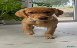 Goldador dogs for sale: Beautiful Female Goldador Puppy  - Image 4
