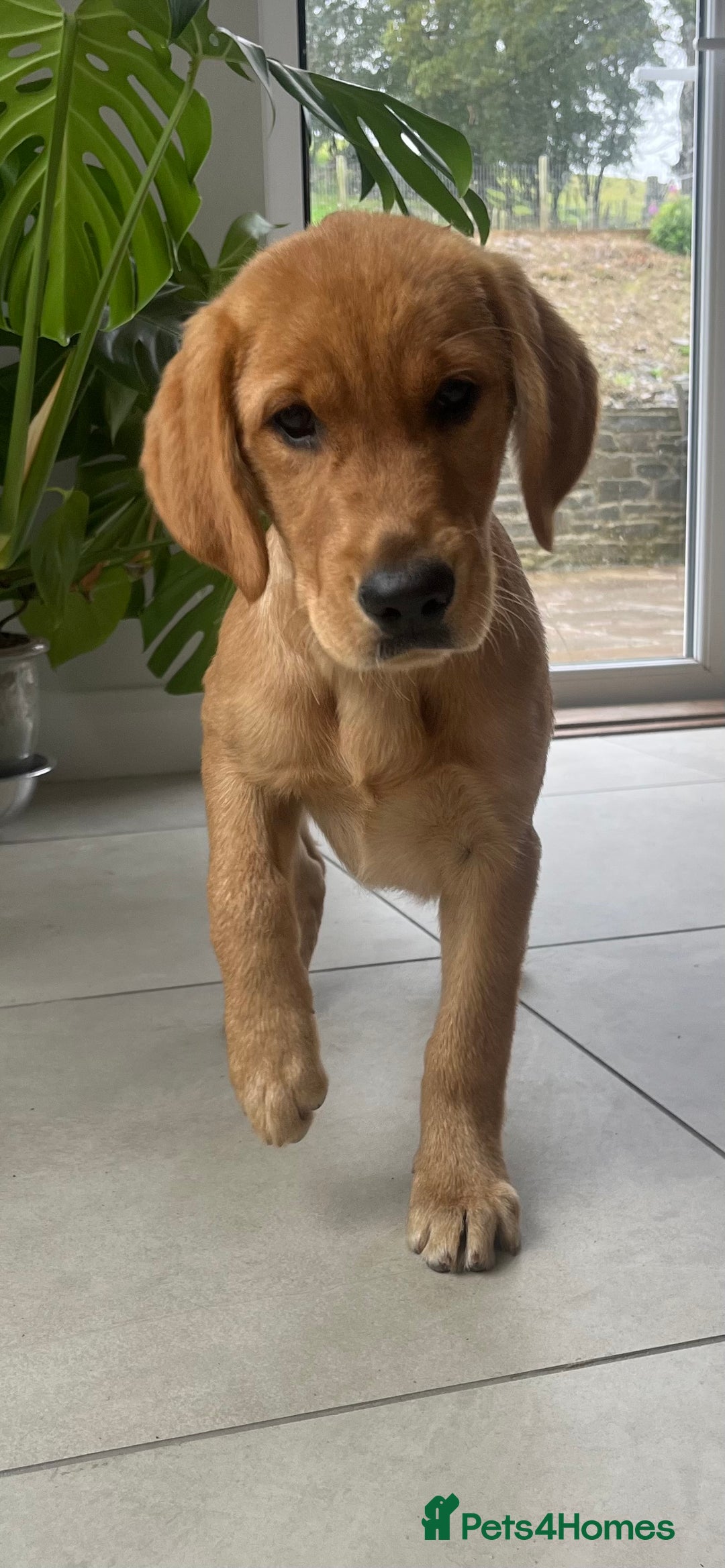 Goldador dogs for sale: Beautiful Female Goldador Puppy  - Image 4
