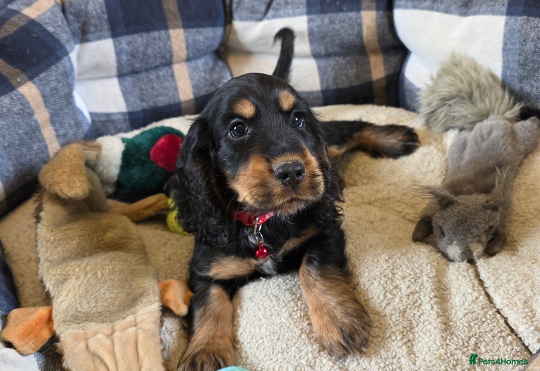 Cocker Spaniel dogs for sale: Show Type Cocker Spaniels - Image 7
