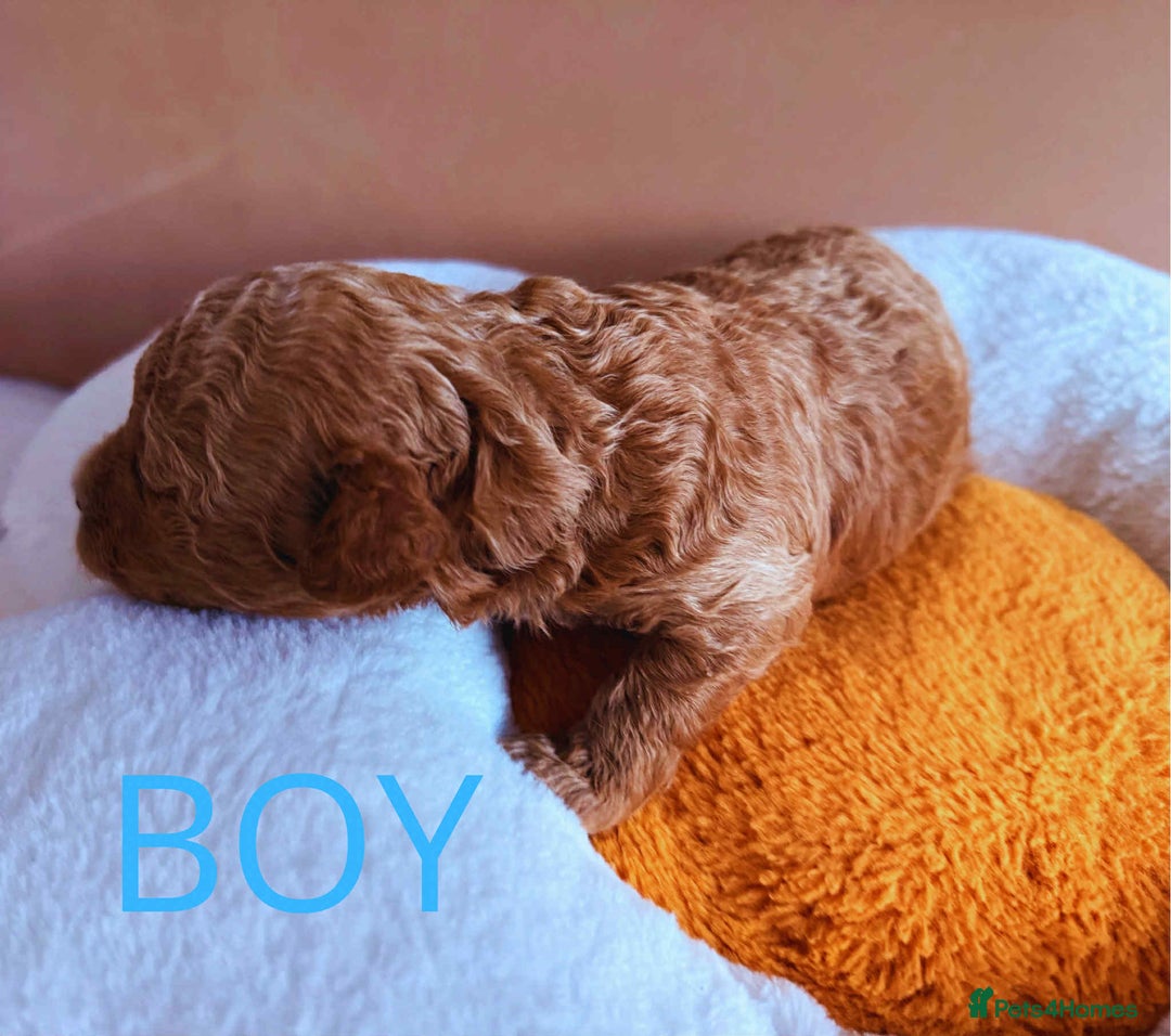 Maltipoo dogs for sale: Red mini maltipoo F1b puppies 😍💙💓 - Advert 4