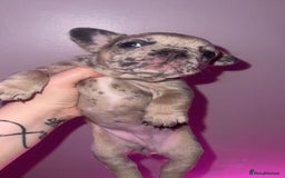 French Bulldog dogs for sale: French Bulldog Puppies  - Image 23