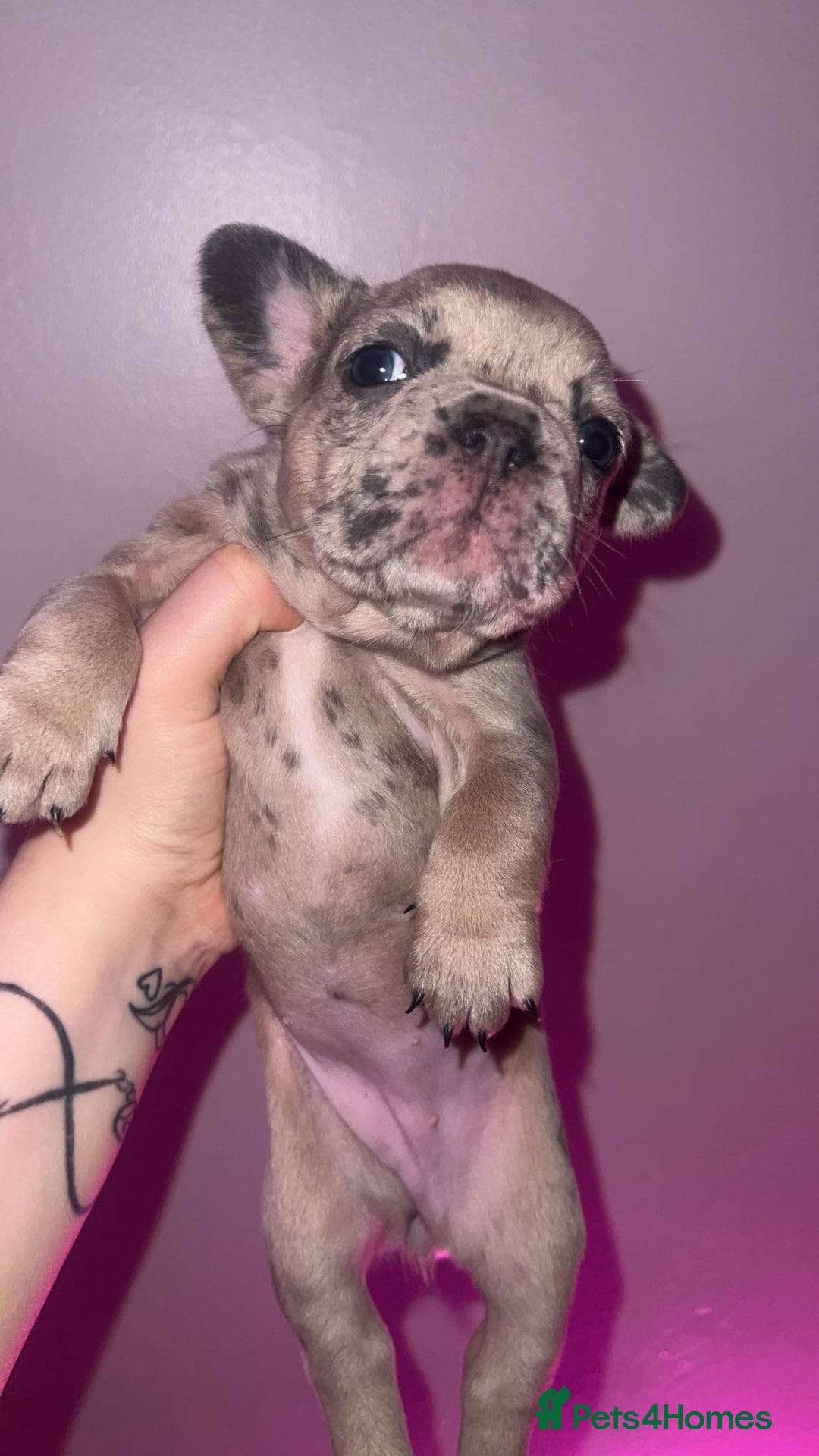 French Bulldog dogs for sale: French Bulldog Puppies  - Image 23
