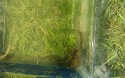 Axolotl reptiles for sale: Axolotl babies  - Image 4