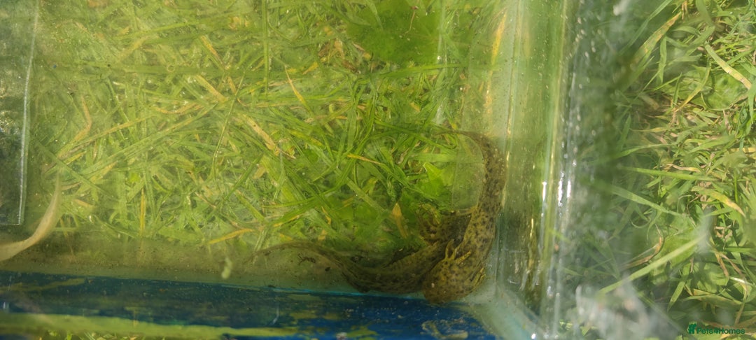 Axolotl reptiles for sale: Axolotl babies  - Image 4