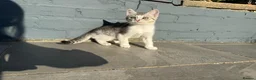American Shorthair cats for sale: Lovely and gorgeous kittens!❤️🥰 - Advert 21