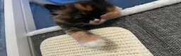 Mixed Breed cats for sale: Beautiful Ragdoll x kittens for sale  - Advert 9