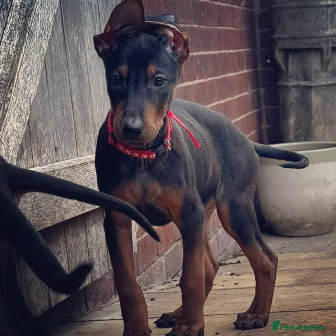 Mixed Breed dogs for sale: Laizhou Hong - Chinese Red Dog puppies - Image 7