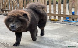Chow Chow dogs for sale: Blue Chow Chow Female - Image 5