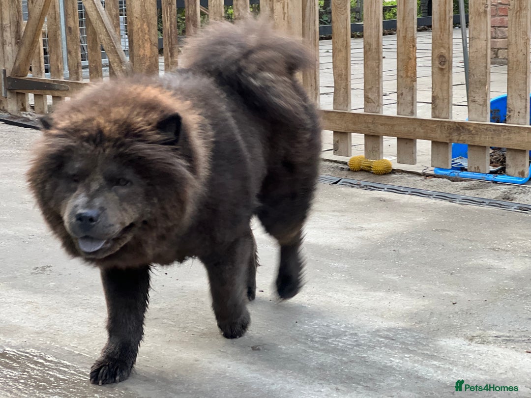 Chow Chow dogs for sale: Blue Chow Chow Female - Image 5