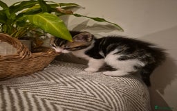 British Shorthair cats for sale: 4 Beautiful kittens - Image 9
