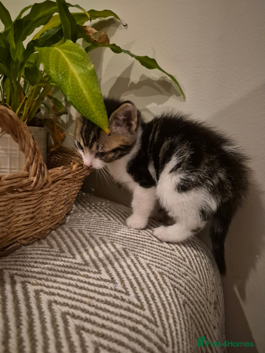 British Shorthair cats for sale: 4 Beautiful kittens - Image 9