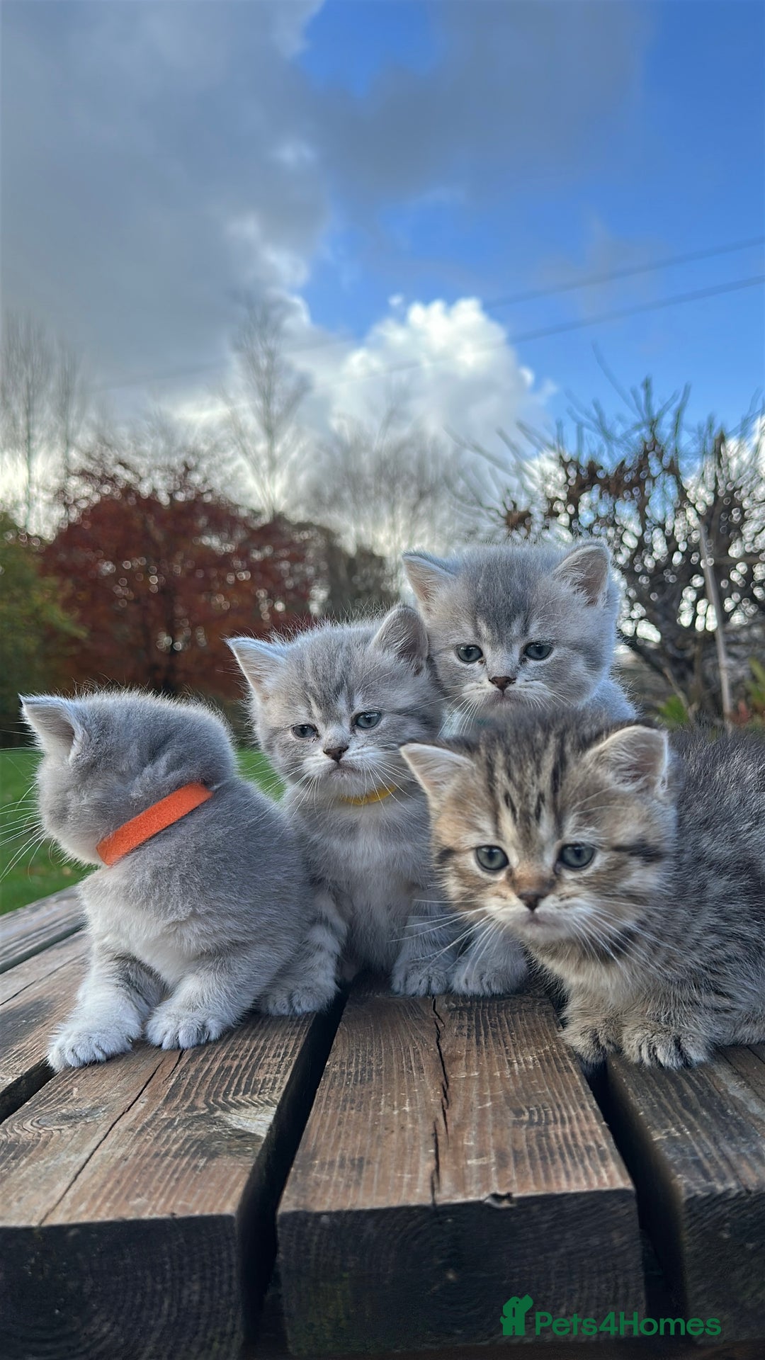 British Shorthair cats for sale: British Shorthair kittens  - Image 38