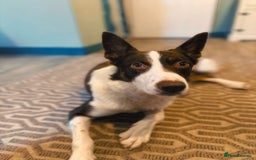 Border Collie dogs for sale: Border Collie Mick - Image 1
