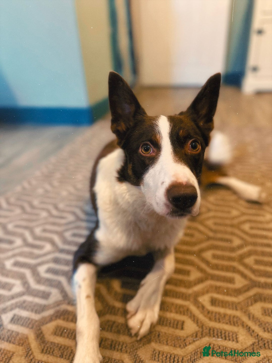 Border Collie dogs for sale: Border Collie Mick - Image 1