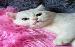 British Shorthair cats for sale: GOLDEN & SILVER BRITISH SHORTHAIR KITTENS TICA - Image 29