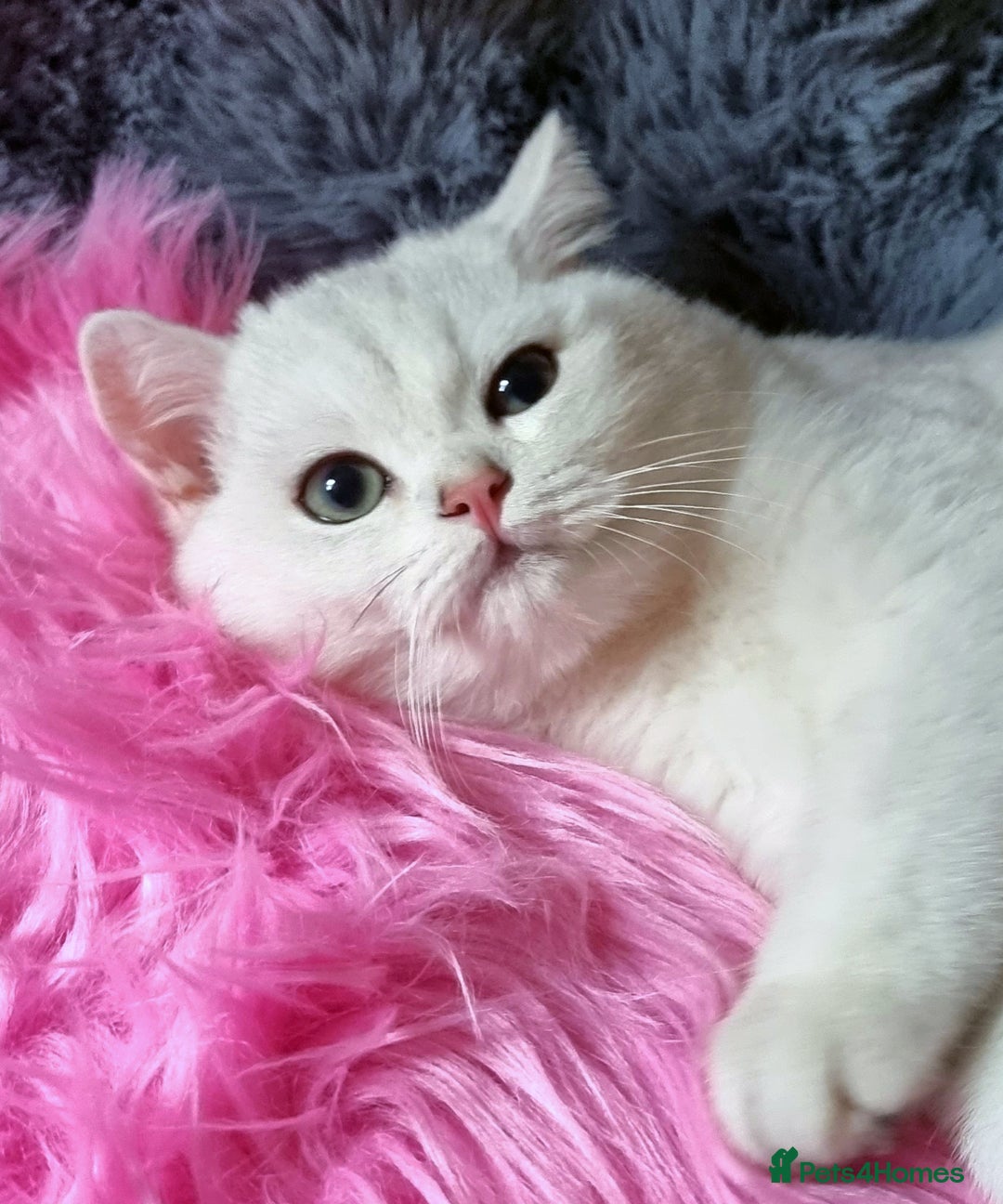 British Shorthair cats for sale: GOLDEN & SILVER BRITISH SHORTHAIR KITTENS TICA - Image 29