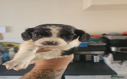 English Springer Spaniel dogs for sale: Springer spaniel puppy's  - Image 9
