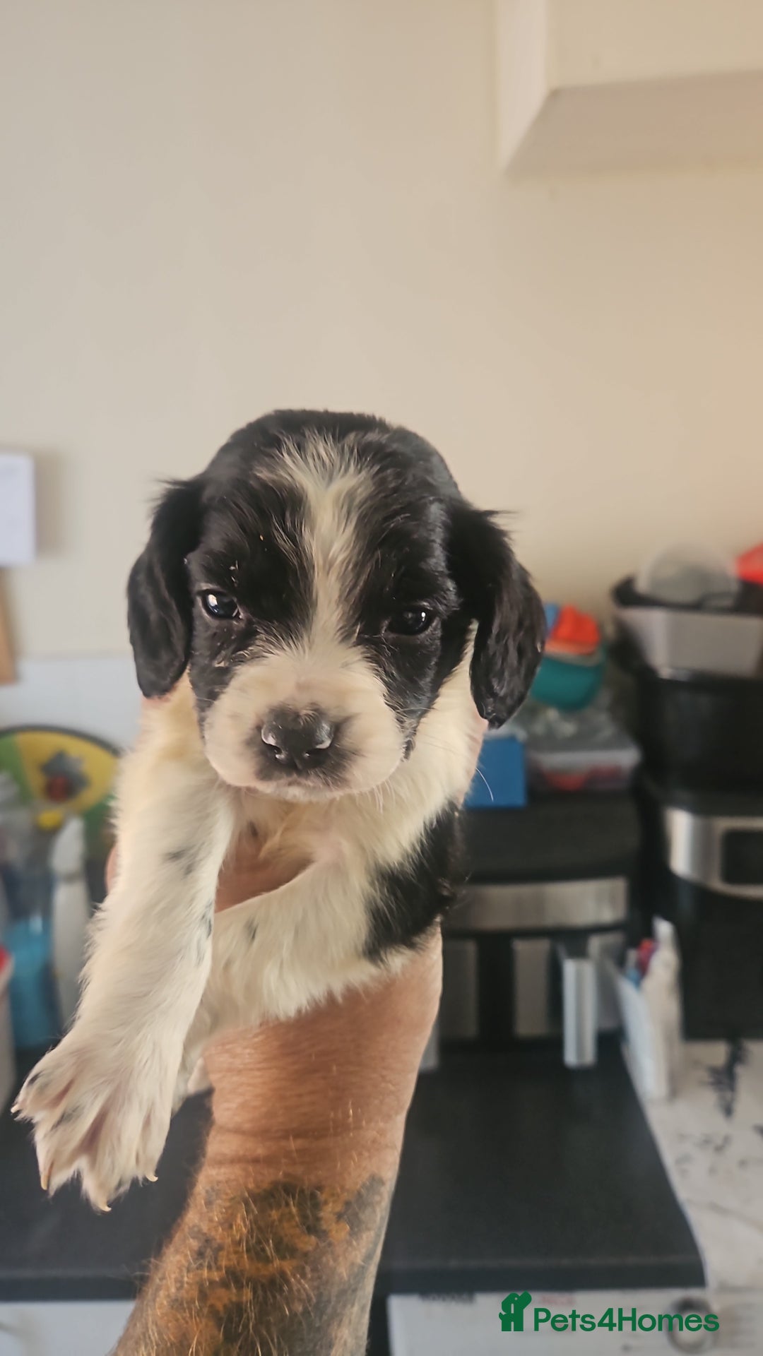 English Springer Spaniel dogs for sale: Springer spaniel puppy's  - Image 9