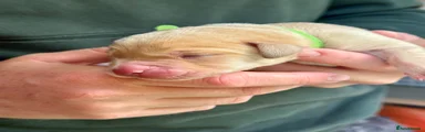 Labrador Retriever 3