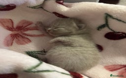British Shorthair cats for sale: Beautiful British short hair kitten  - Image 9