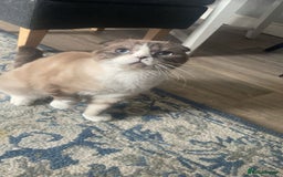 Scottish Fold cats for sale: Scottish fold cat for sale - Image 2
